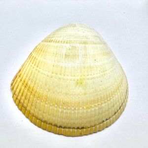 White Yellow Claim Seashell Ocean Beach Nautical